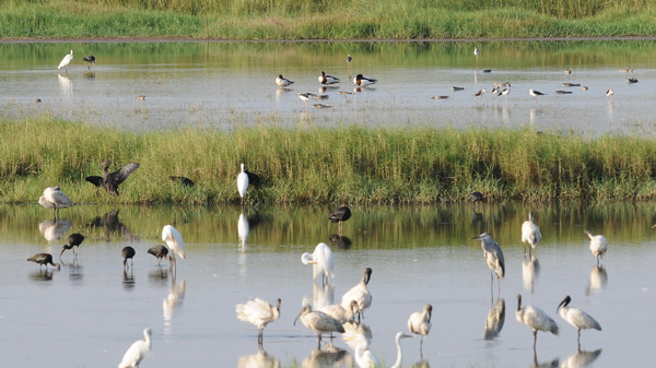 Conservation of Species